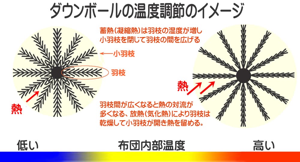 ダウン羽毛が温度変化に応じて羽枝と小羽枝を開閉する様子を示すイメージ図"