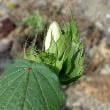 綿の花のつぼみ