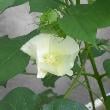 綿の花