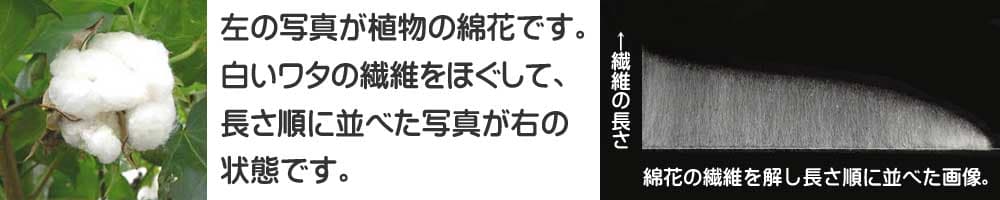 綿の繊維長