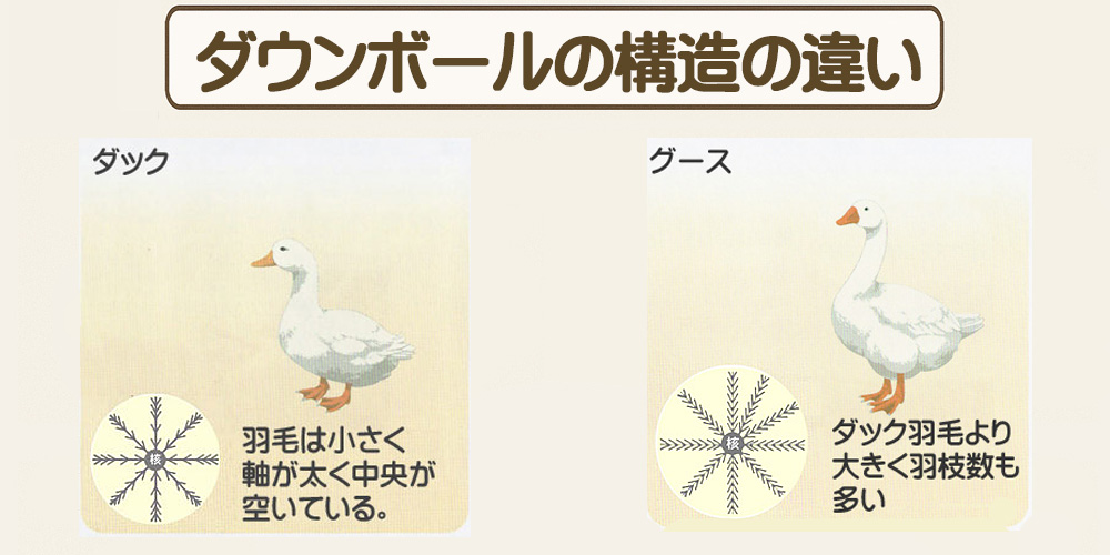 ダックとグースのダウンの違いをイメージした写真