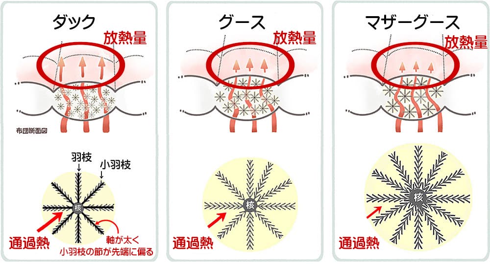 ダックとグースの羽毛構造の違いによる保温力の差を示す図