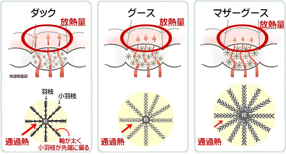 ダックとグースの羽毛構造の違いによる保温力の差を示す図