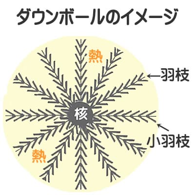 羽毛の保温力と温度調節機能はダウンボールの大きさと内部の密生度に比例
