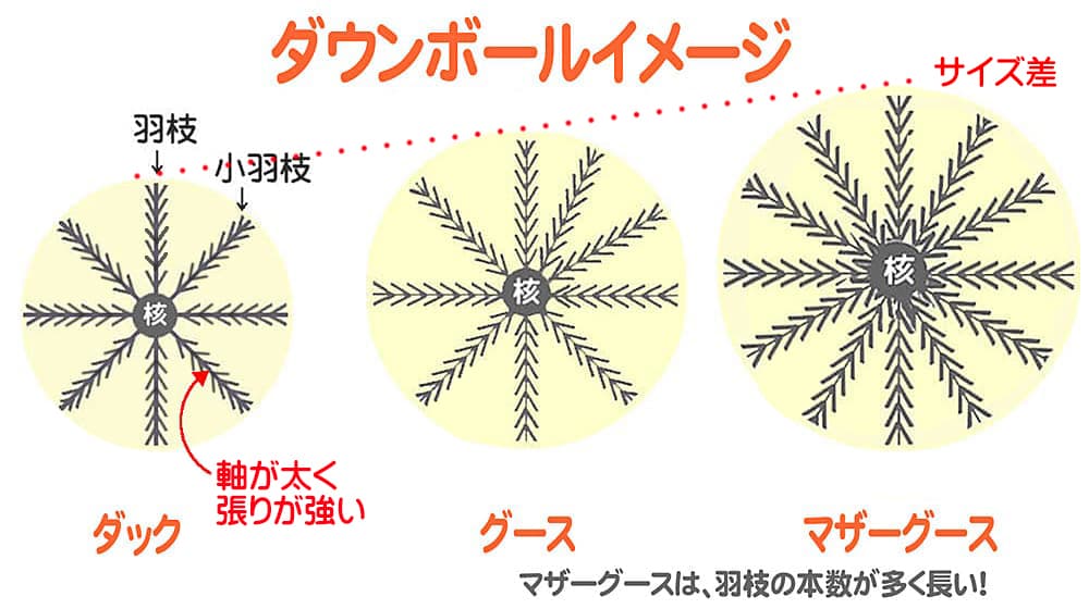 ダック、グース、マザーグースのダウンボール断面図と大きさと羽枝の密生度の差を比較した図