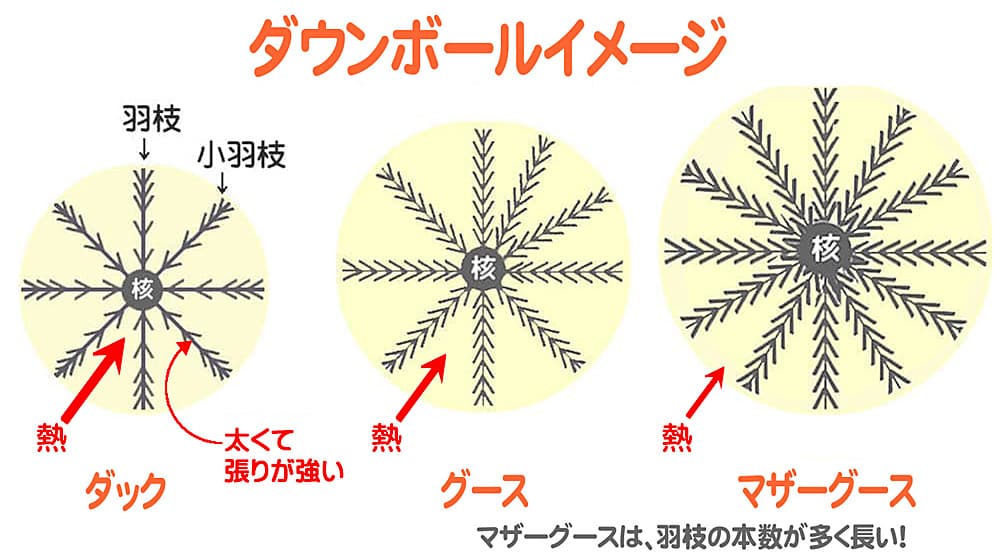 ダック、グース、マザーグースの3種類のダウンボール断面図において、この順にダウンボールが大きく羽枝と小羽枝の密生度が高い様子と熱を蓄える量を表す図