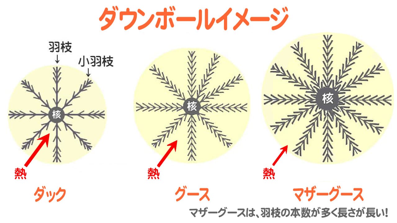 ダック、グース、マザーグースの各ダウンボールのイメージ図を並べて、マザーグースのダウンボールは大きく羽枝が密生して保温力に優れていることが解る