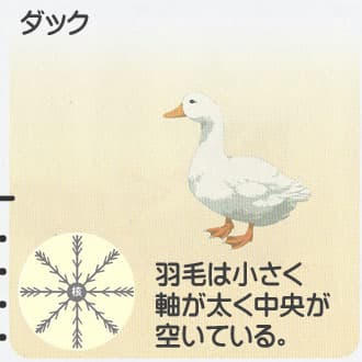 ダックの鳥の大きさとダウンボールのイメージ