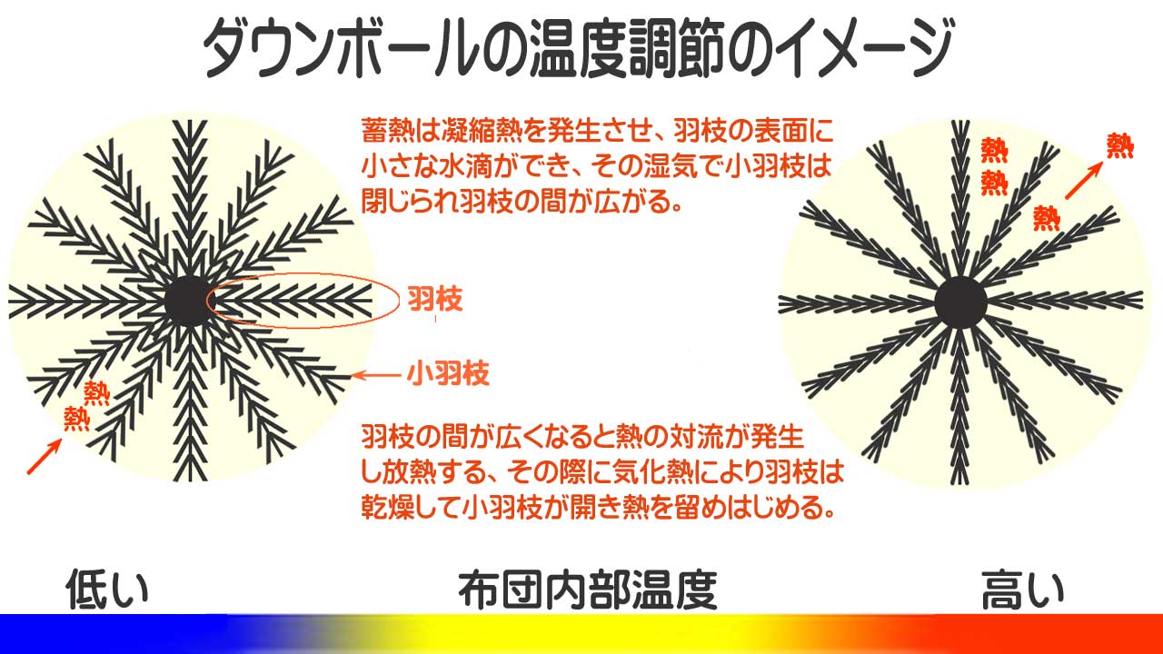 羽毛のダウンボールが温度調節をする仕組みのイメージ図