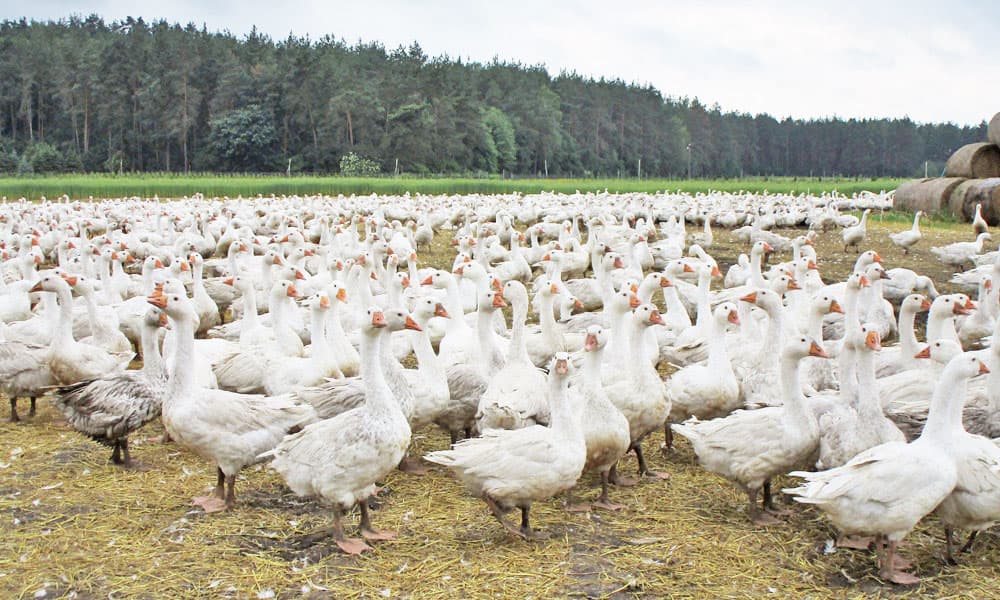 飼育数がマザーグースと比べて遥かに多いグース農場の写真、ポーランドで筆者撮影