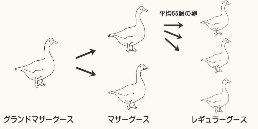 グランドマザーグースを起源として1羽のマザーグースから1シーズン55羽のグースが誕生する様子を示す図