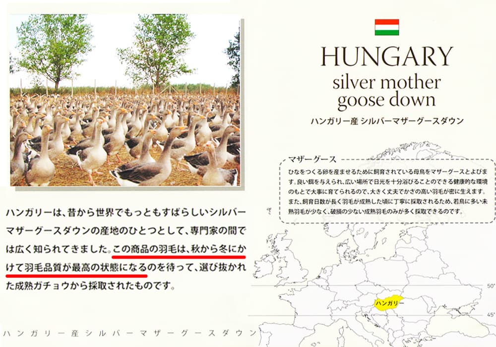 ハンガリー産マザーグースの羽毛品質が最高の時期である晩秋に採取されたものであることを説明したラベル