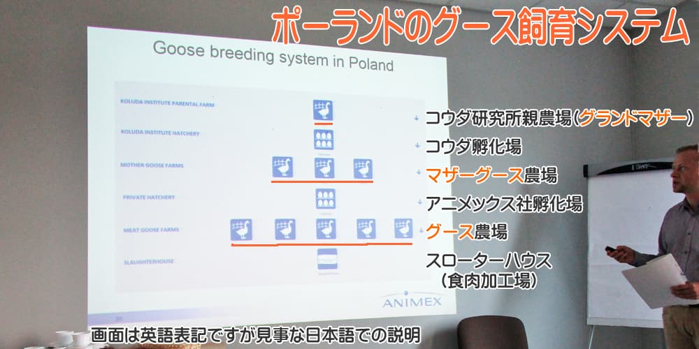 ポーランドのアニメックス社のホワイト・コウダ種のグランドマザーグースとマザーグースとグースの飼育システム