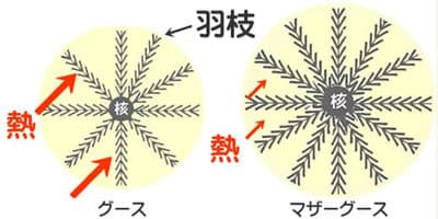 マザーグースとグースのダウンボールの断面図を比較してマザーグースのダウンボールの大きさと羽枝が密である様子を表すイメージ図
