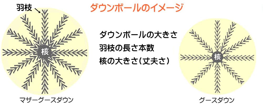 グースとマザーグースのダウンボール大きさと羽枝の密度の違いを比較したイメージ図