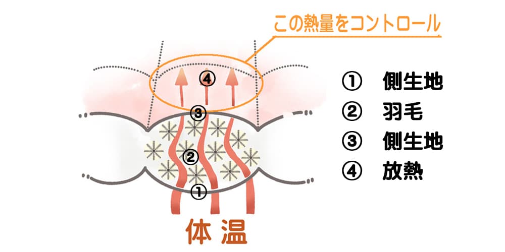 羽毛布団が熱を蓄える仕組みのイメージ図