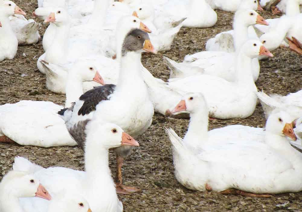 ホワイトマザーグースの中にも猫のタマの様に一部茶色い羽根・羽毛を有する鳥の写真。撮影はポーランド・マザーグース農場