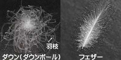 ダウンとスモールフェザーの画像