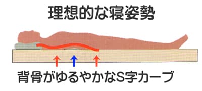 背骨が緩やかに『Ｓ字』のカーブを描く理想的な寝姿勢