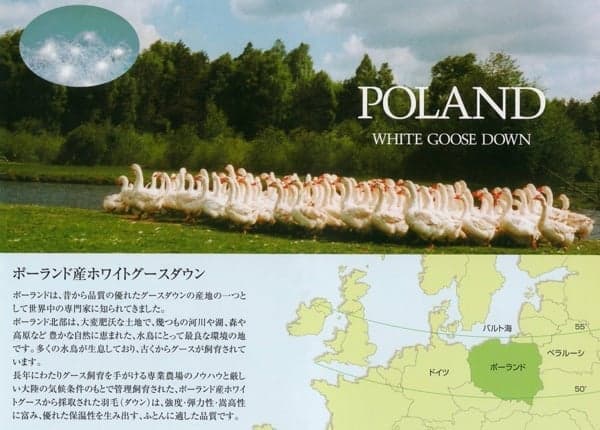 ポーランド産ホワイトマザーグース180mm
