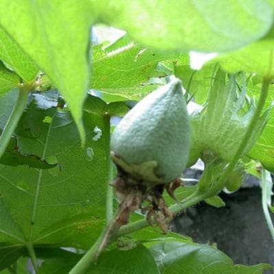 綿の実(コットンボール)種を蒔いて３ヶ月の綿花